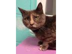 Adopt PERSEPHONE a Dilute Tortoiseshell