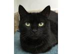 Adopt Jeanie a Domestic Short Hair