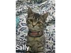 Adopt Sally a Domestic Short Hair