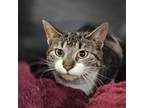 Adopt Poppette a Domestic Short Hair