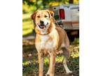 Adopt BELLA MIA a German Shepherd Dog, Great Pyrenees