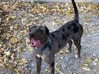 Adopt Lola a Catahoula Leopard Dog