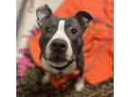Adopt Miss Peggy a Pit Bull Terrier