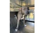 Adopt 54738607 a Pit Bull Terrier, Mixed Breed