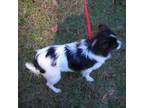 Papillon Puppy for sale in Daleville, AL, USA