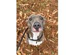 Adopt Stacy a Pit Bull Terrier