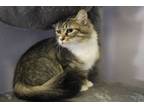 Adopt Calypso a Domestic Medium Hair