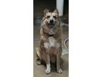 Adopt Bella a German Shepherd Dog, Collie