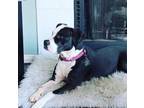 Adopt Chica " American Bully Female perfect family dog " a Pit Bull Terrier