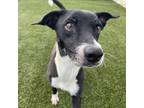 Adopt Charly a Whippet