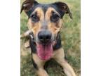 Adopt Penny a Pit Bull Terrier, Catahoula Leopard Dog