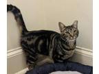 Adopt Dana a Tabby, Domestic Short Hair