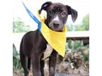 Adopt Rose AKA Bayleigh JuM a Chocolate Labrador Retriever, Pit Bull Terrier