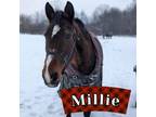 Adopt Millie a Paint / Pinto