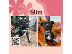 Adopt Slim a American Staffordshire Terrier