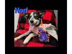 Adopt Nori a Australian Cattle Dog / Blue Heeler