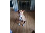 Adopt Ruby a Terrier