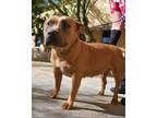 Adopt Embers of Love! Kind staffie! a American Staffordshire Terrier