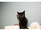 Adopt Ruffles a Domestic Short Hair