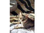 Adopt Gigi a Domestic Short Hair, Tabby