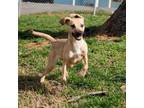 Adopt Piper a Hound, Mixed Breed