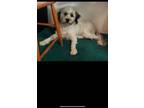 Adopt Daisy - The Sweet Doodle a Labradoodle