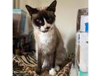 Adopt Soji a Siamese