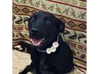 Adopt Brynn a Black Labrador Retriever, Australian Cattle Dog / Blue Heeler