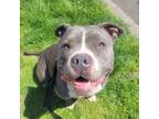 Adopt Nina a Staffordshire Bull Terrier