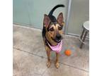 Adopt Elektra a German Shepherd Dog