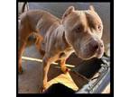 Adopt Sadie a American Staffordshire Terrier