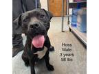 Adopt Hoss a Mixed Breed, Boxer