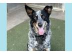 Adopt KRATOS a Australian Cattle Dog / Blue Heeler