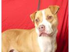 Adopt Anwar a Pit Bull Terrier, Mixed Breed