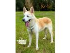 Adopt Robin a Husky, German Shepherd Dog