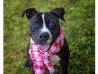 Adopt AMBROSE a Pit Bull Terrier