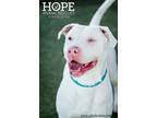 Adopt Sanford a American Staffordshire Terrier