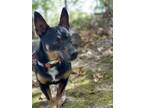 Adopt Carson a Miniature Pinscher, Dachshund