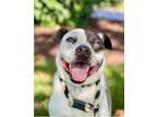 Adopt Schumer a American Staffordshire Terrier, Cattle Dog