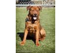 Adopt Behr a Shepherd, Rottweiler