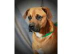 Adopt Clayton a Boxer