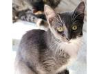 Adopt Squeaky a American Shorthair