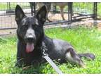 Adopt Adonis a German Shepherd Dog