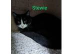 Adopt Stewie a Domestic Short Hair