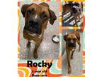 Adopt Rocky a Boxer