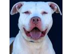 Adopt Kratos a Pit Bull Terrier