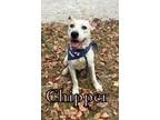 Adopt Chipper 28522 a Hound, Mixed Breed