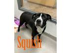 Adopt Squish 28561 a Pit Bull Terrier