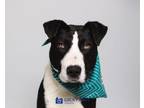Adopt Dwayne "The Rock" Johnson a American Staffordshire Terrier