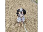 Adopt Copper a Bluetick Coonhound